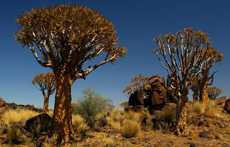098 Namibia Okt 2006 .JPG
